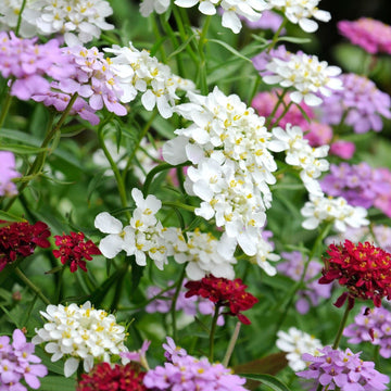 candytuft seeds – Iberis Gibraltarica
