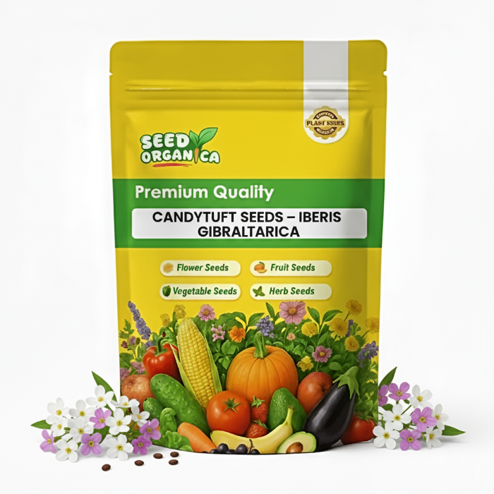 candytuft seeds  – Iberis Gibraltarica