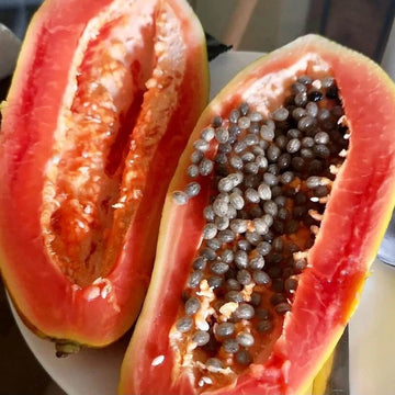 Florida Red Papaya Seeds – Fruit Plant