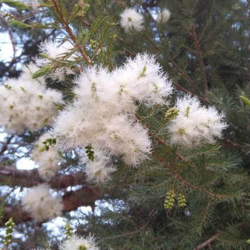 Melaleuca  Seeds – Wildflower Mix