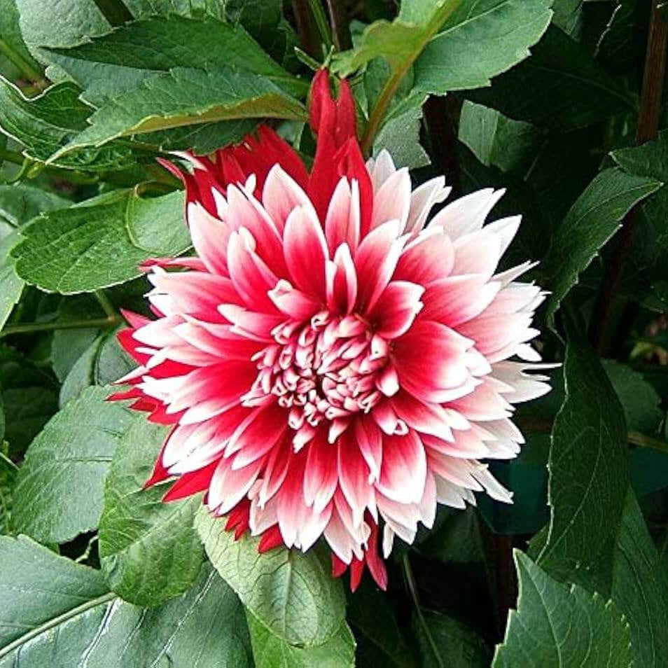 chrysanthemum Seeds - Deep Red White