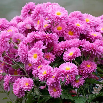 chrysanthemum Seeds - Dutch