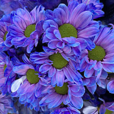 chrysanthemum Seeds - Blue Yellow