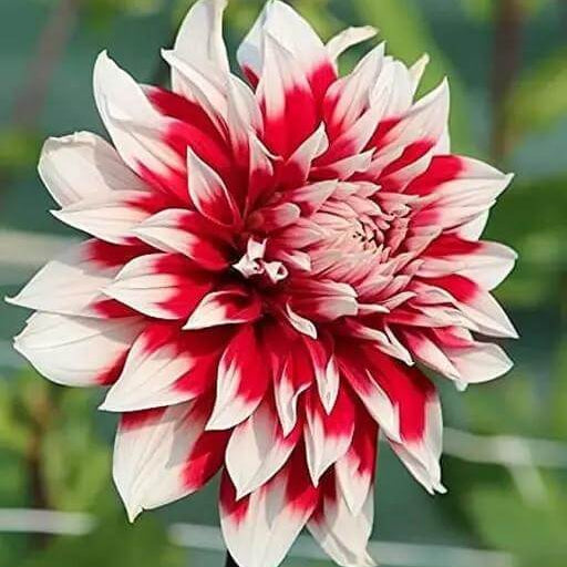 chrysanthemum Seeds - Deep Red White