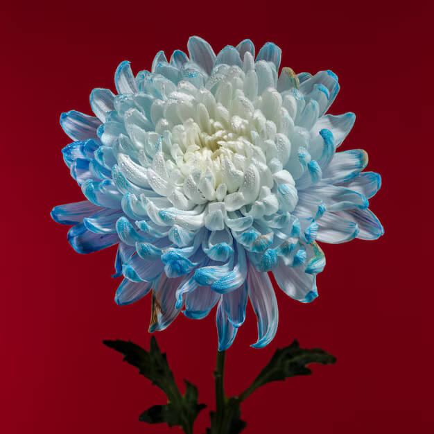 chrysanthemum Seeds - Light Blue