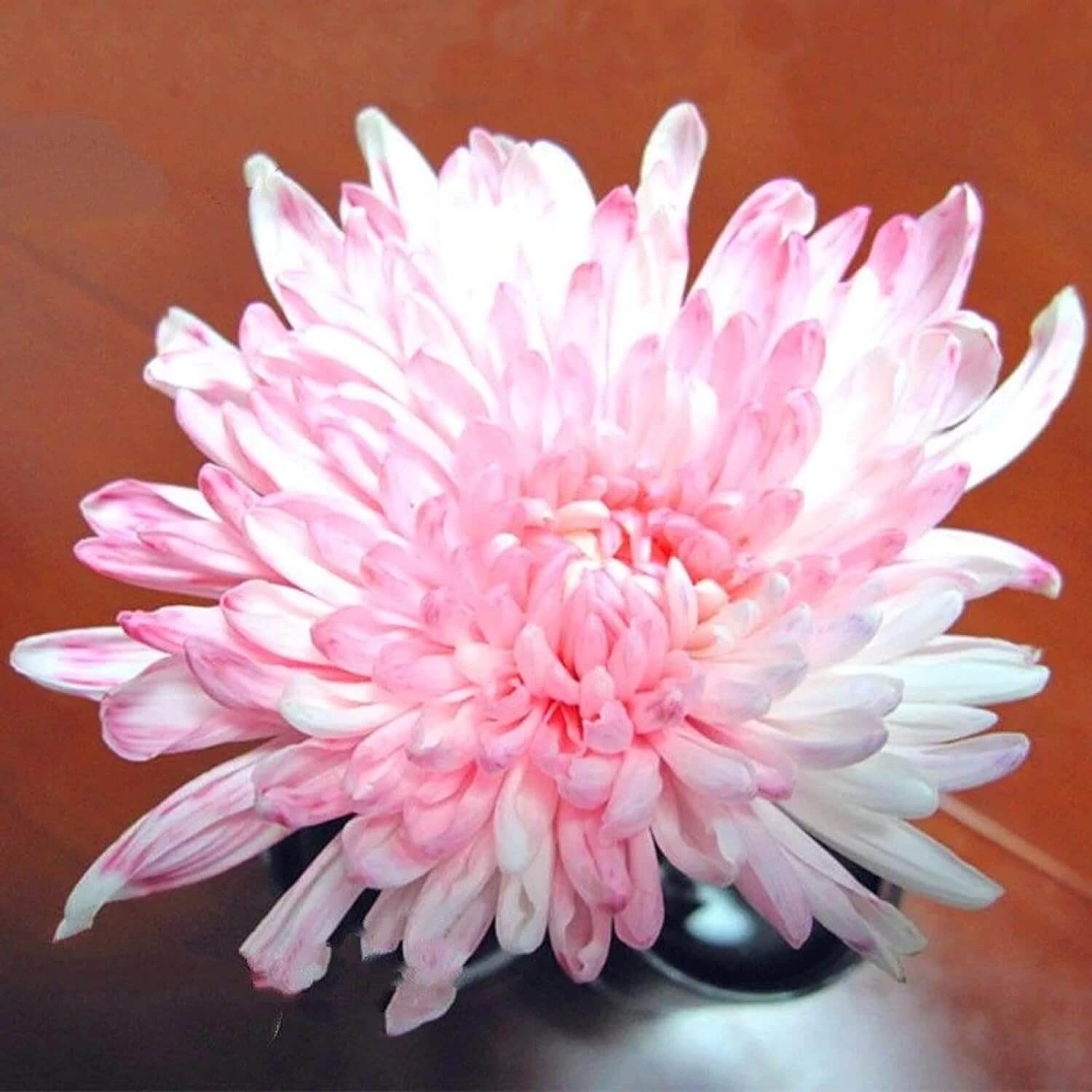 chrysanthemum Seeds - Pink White