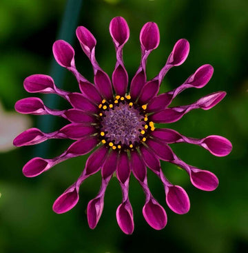 chrysanthemum Seeds - Power Spider