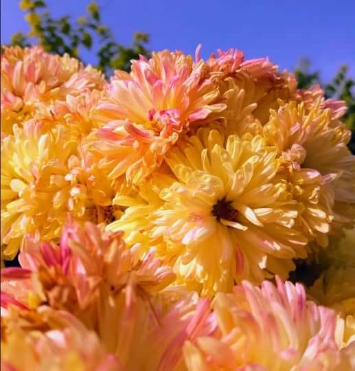 chrysanthemum Seeds - Yellow Pink