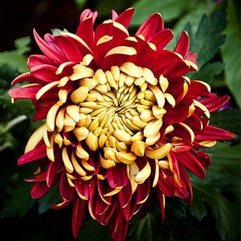 chrysanthemum Seeds - Yellow Red