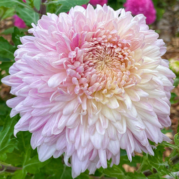 chrysanthemum Seeds - Bonsai