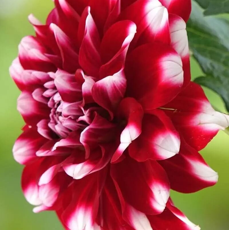 chrysanthemum Seeds - White and Red 