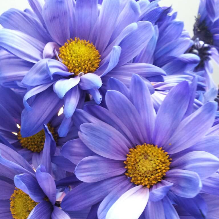 chrysanthemum Seeds - Blue Yellow