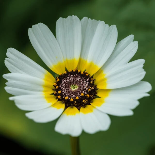 chrysanthemum Seeds - White Carinatum
