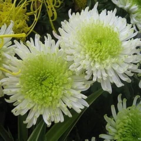 chrysanthemum Seeds - White Green