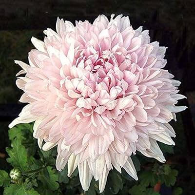 chrysanthemum Seeds - Light Pink