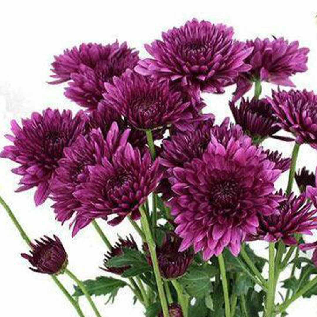 chrysanthemum Seeds - Violet 