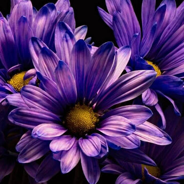 chrysanthemum Seeds - Blue Violet