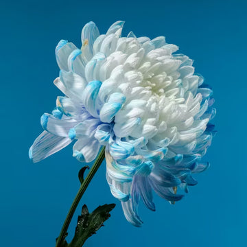 chrysanthemum Seeds - Blue White
