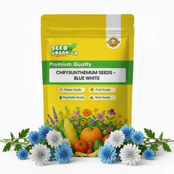 chrysanthemum Seeds - Blue White