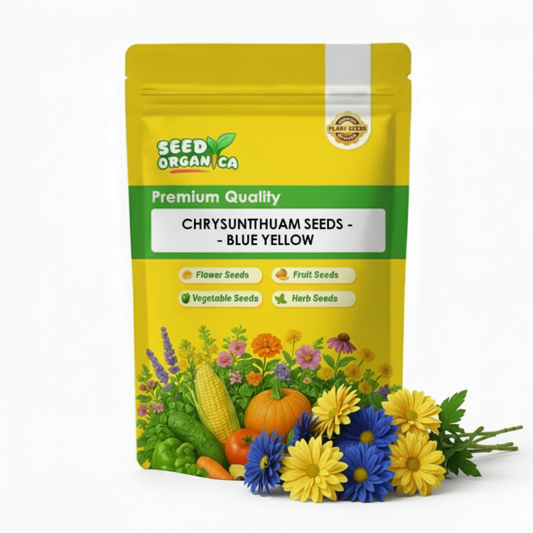 chrysanthemum Seeds - Blue Yellow