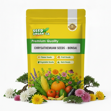 chrysanthemum Seeds - Bonsai