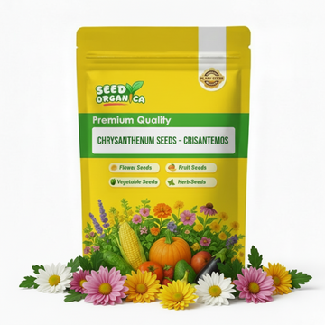 chrysanthemum Seeds - Crisantemos