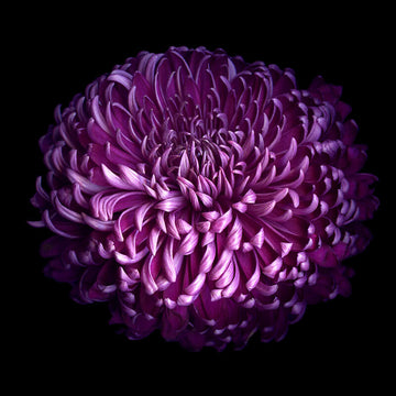 chrysanthemum Seeds - Deep Purple