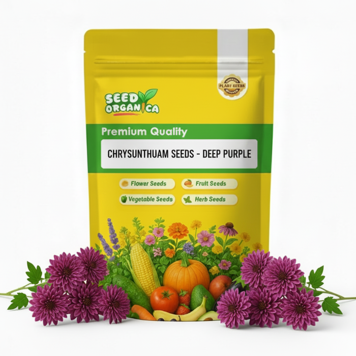 chrysanthemum Seeds - Deep Purple
