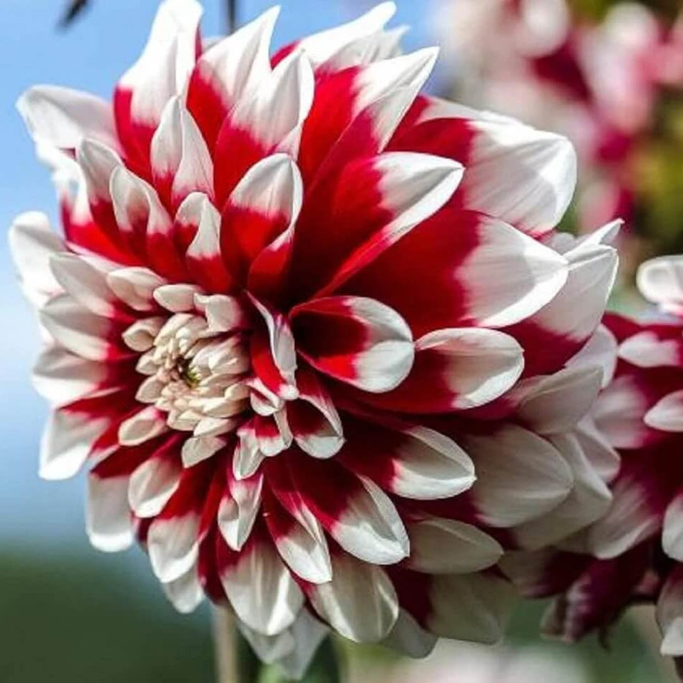 chrysanthemum Seeds - Deep Red White