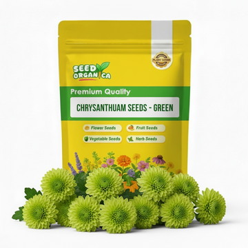chrysanthemum Seeds - Green
