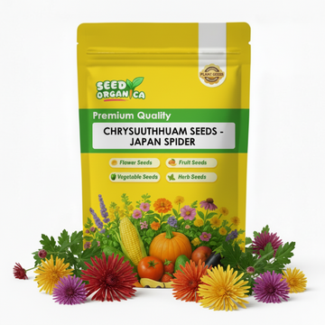 chrysanthemum Seeds - Japan Spider