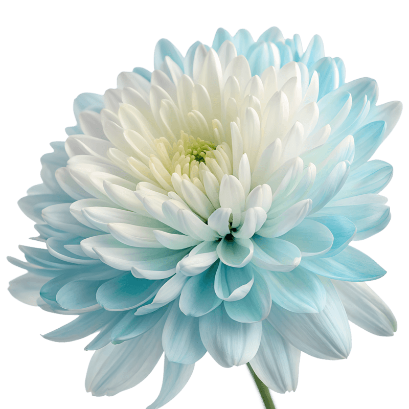 chrysanthemum Seeds - Light Blue