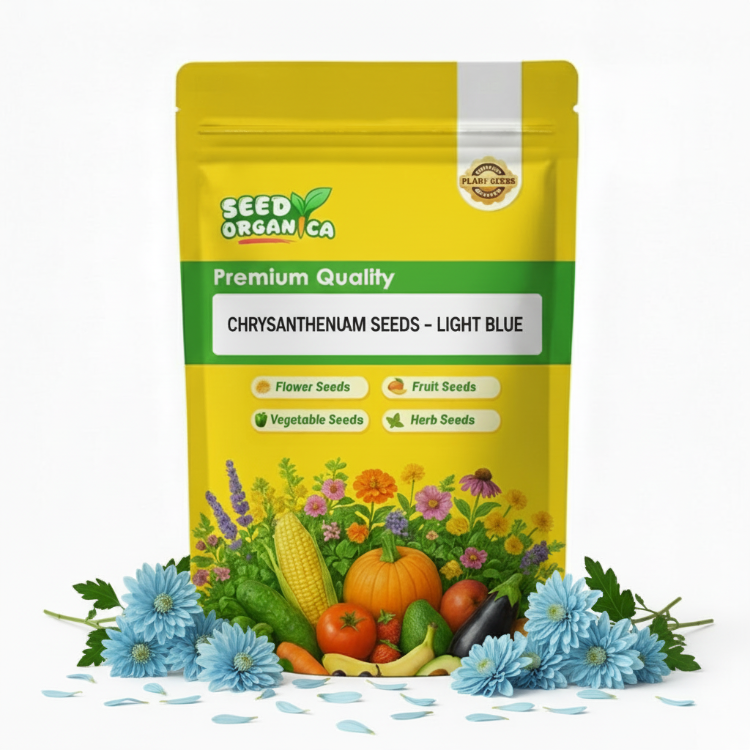 chrysanthemum Seeds - Light Blue