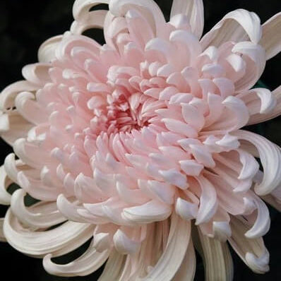 chrysanthemum Seeds - Light Pink