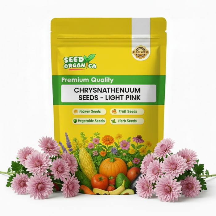 chrysanthemum Seeds - Light Pink