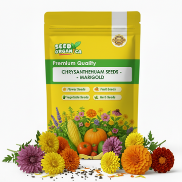 chrysanthemum Seeds - Marigold