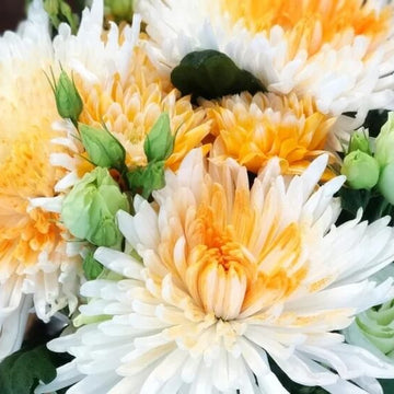 chrysanthemum Seeds - Orange White