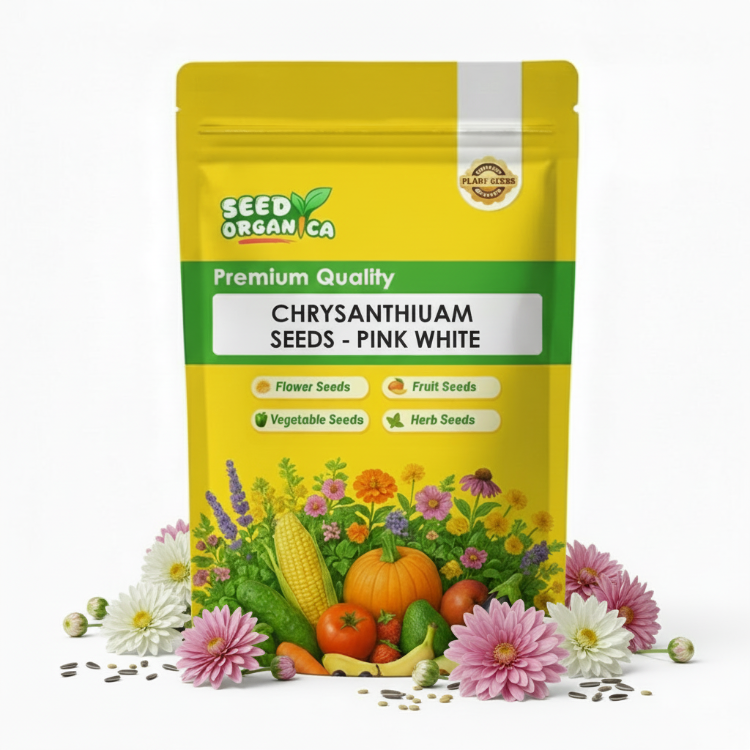 chrysanthemum Seeds - Pink White