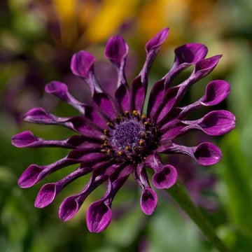 chrysanthemum Seeds - Power Spider