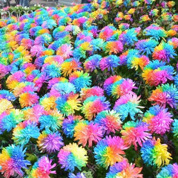 chrysanthemum Seeds - Rainbow