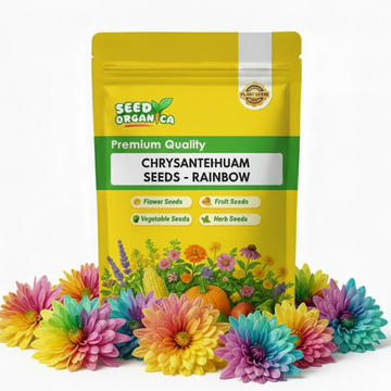 chrysanthemum Seeds - Rainbow
