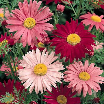 chrysanthemum Seeds - Robinson