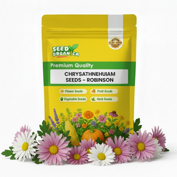 chrysanthemum Seeds - Robinson