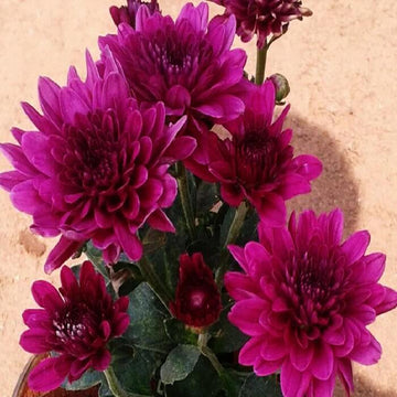 chrysanthemum Seeds - Violet 