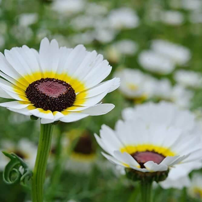 chrysanthemum Seeds - White Carinatum