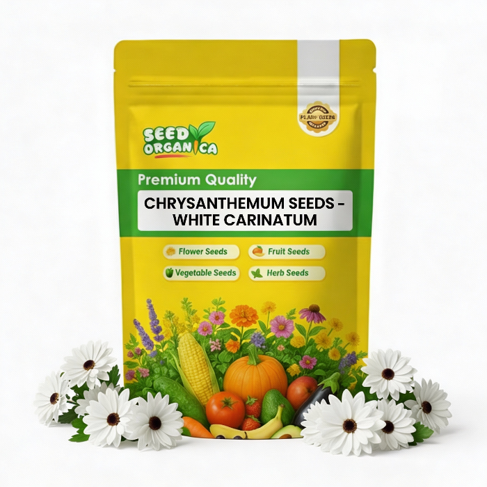 chrysanthemum Seeds - White Carinatum