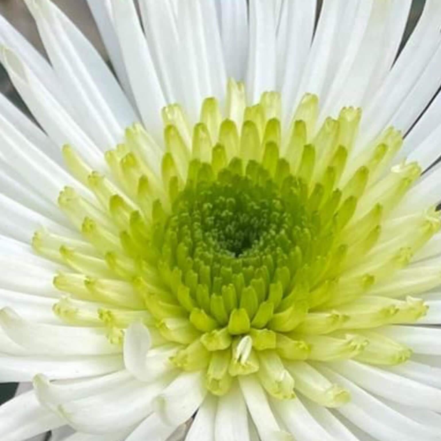 chrysanthemum Seeds - White Green