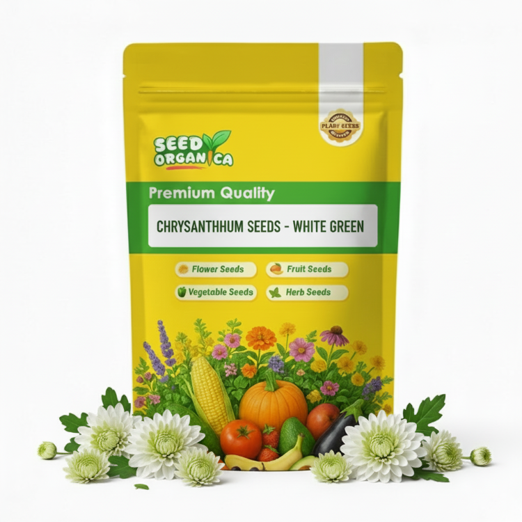 chrysanthemum Seeds - White Green