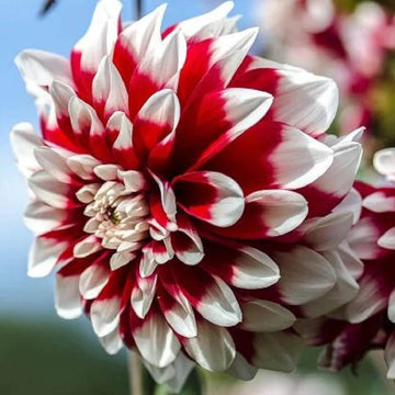 chrysanthemum Seeds - White and Red 