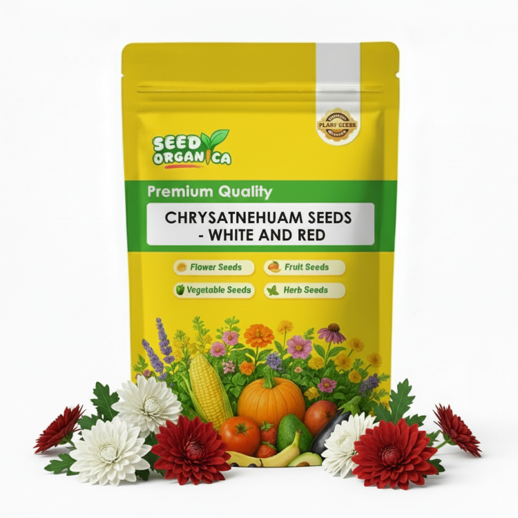 chrysanthemum Seeds - White and Red